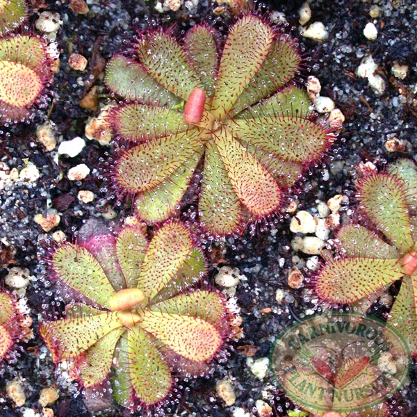 Drosera hamiltonii